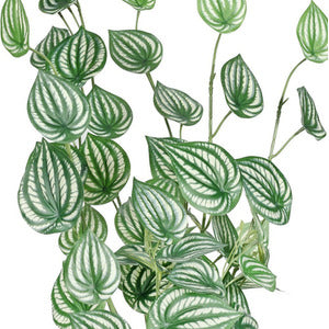 Artificial Variegated Peperomia Plant H68cm