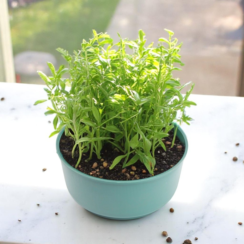 Pack of 5 Green Plastic Bulb Bowls - 24cm