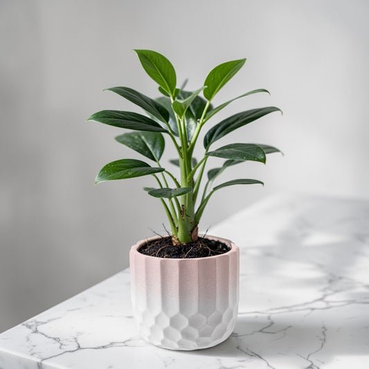 Ceramic Plant Pot Two Tone Ombre Finish Pink H12 x W13.5cm