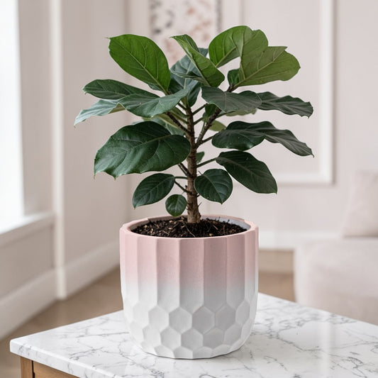 Ceramic Plant Pot Two Tone Ombre Finish Pink H15 x W17cm