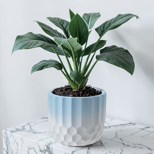 Ceramic Plant Pot Two Tone Ombre Finish Blue H12 x 13.5cm