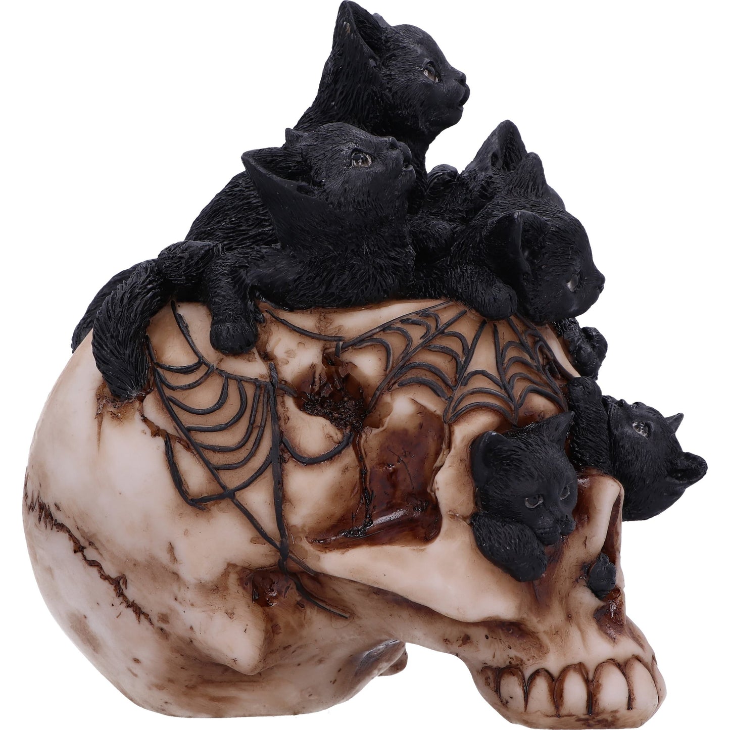 Cranial Litter Skull