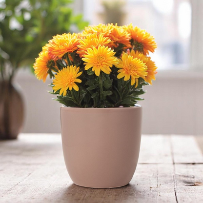 Ceramic Indoor Plant Pot - Blush Pink