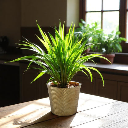 Gold Antique Wash Zinc Planter