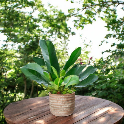 Sculptured Terracotta Colour Pot with a White Wash