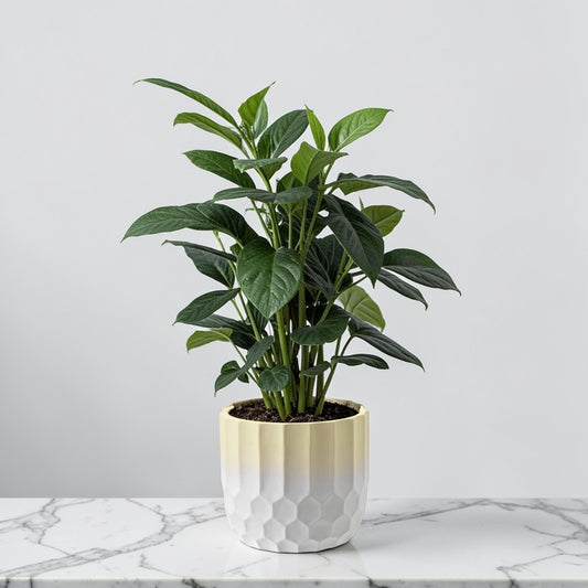 Ceramic Plant Pot Two Tone Ombre Finish Yellow H12 x W13.5cm