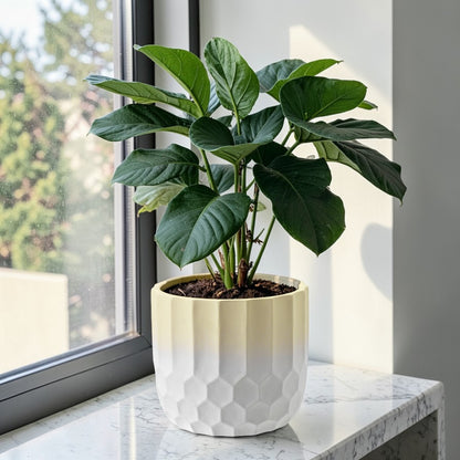 Ceramic Plant Pot Two Tone Ombre Finish Yellow H15 x W17cm
