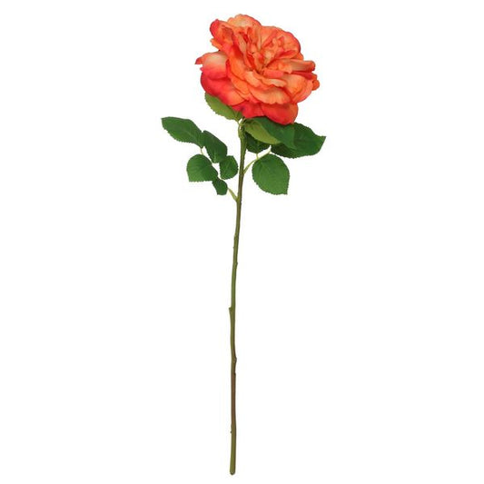 Balmoral Wild Rose Orange 65cm