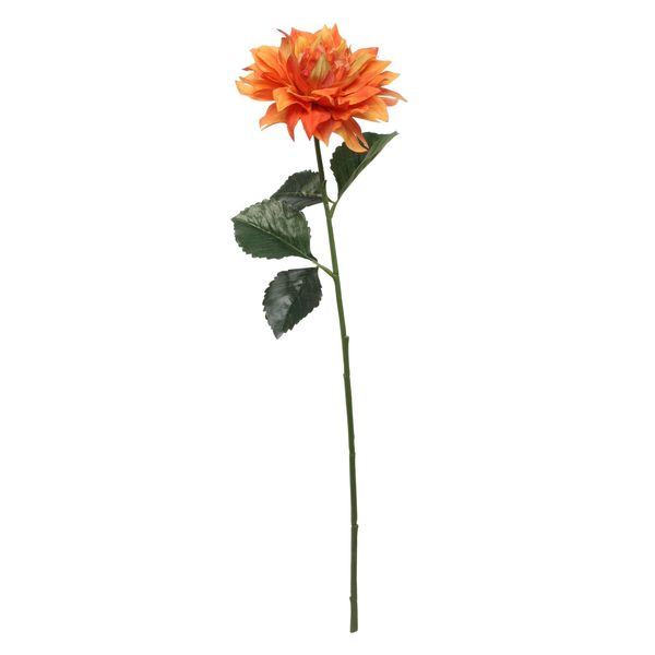 Single Dahlia Orange