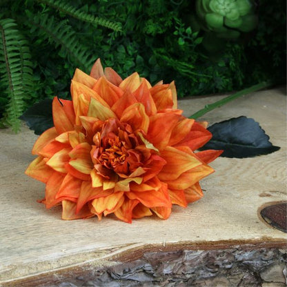 Single Dahlia Orange