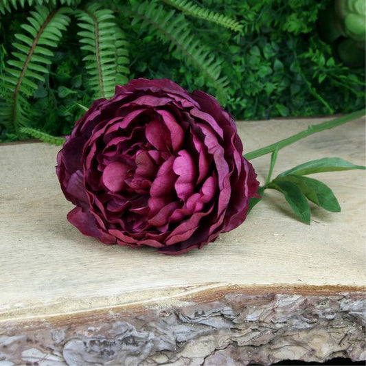 Single Peony Burgundy - 62cm