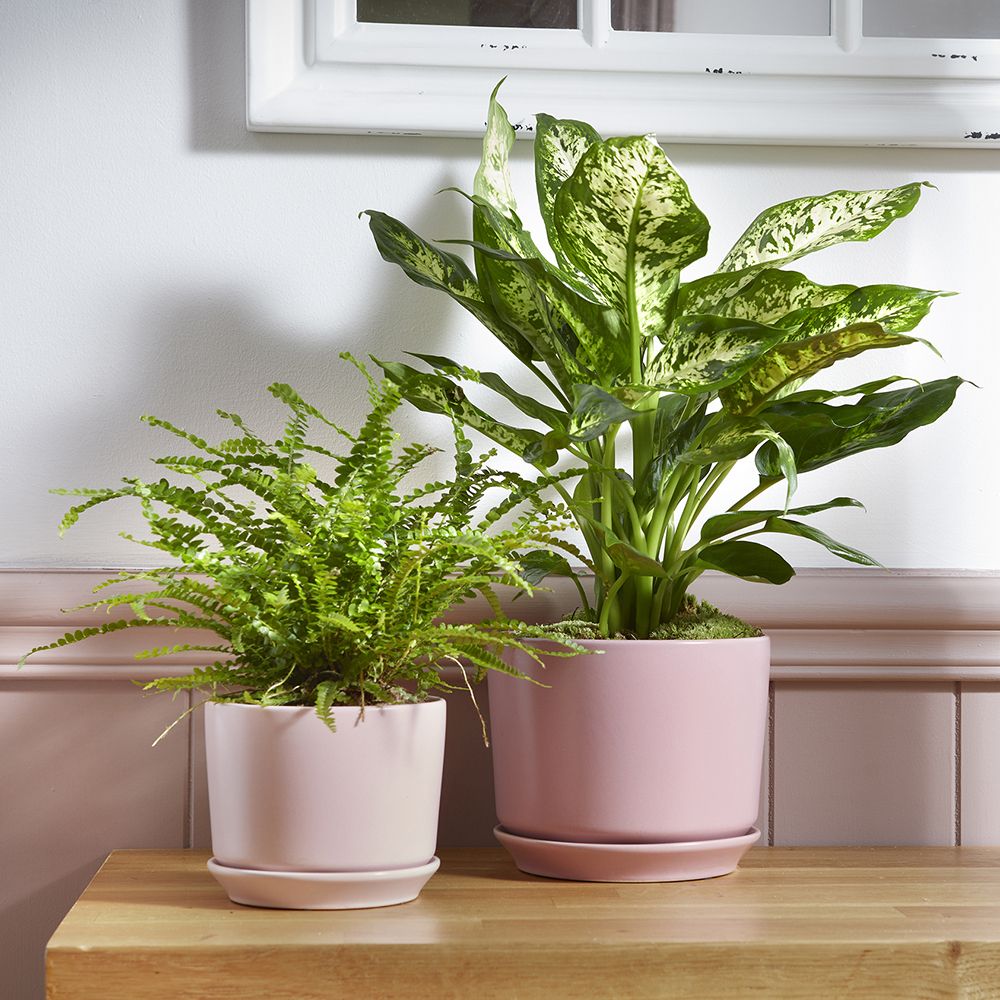 Ceramic Footed Plant Pot - Cotton Candy