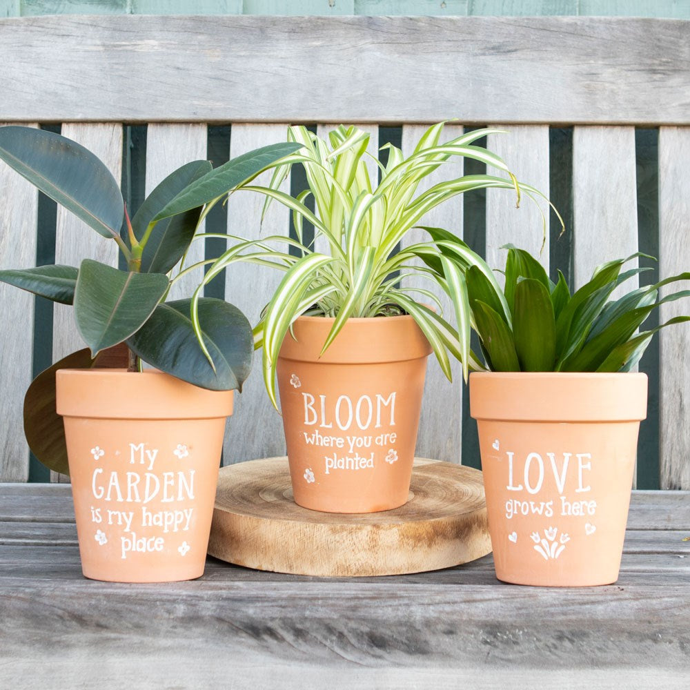 Terracotta Plant Pot "Bloom Where you are Planted"