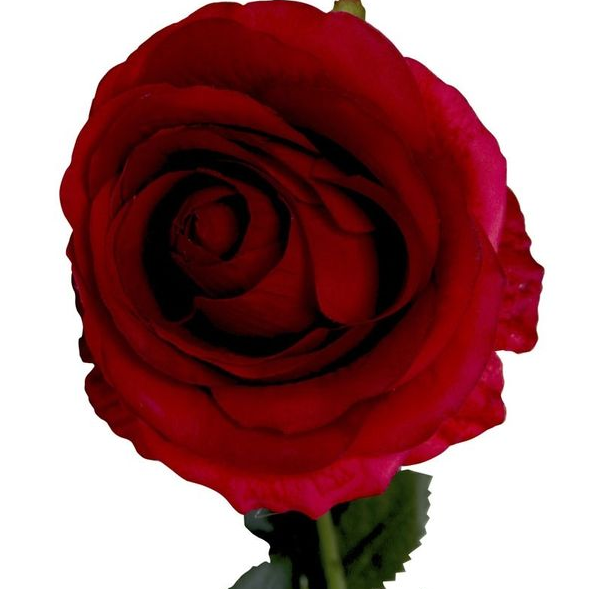 Silk Camelot Rose Red