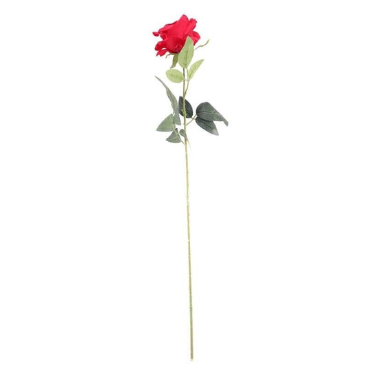 Arundel Single Red Rose